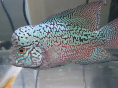 Beautiful F2 Male Flowerhorn Cichlid, View more