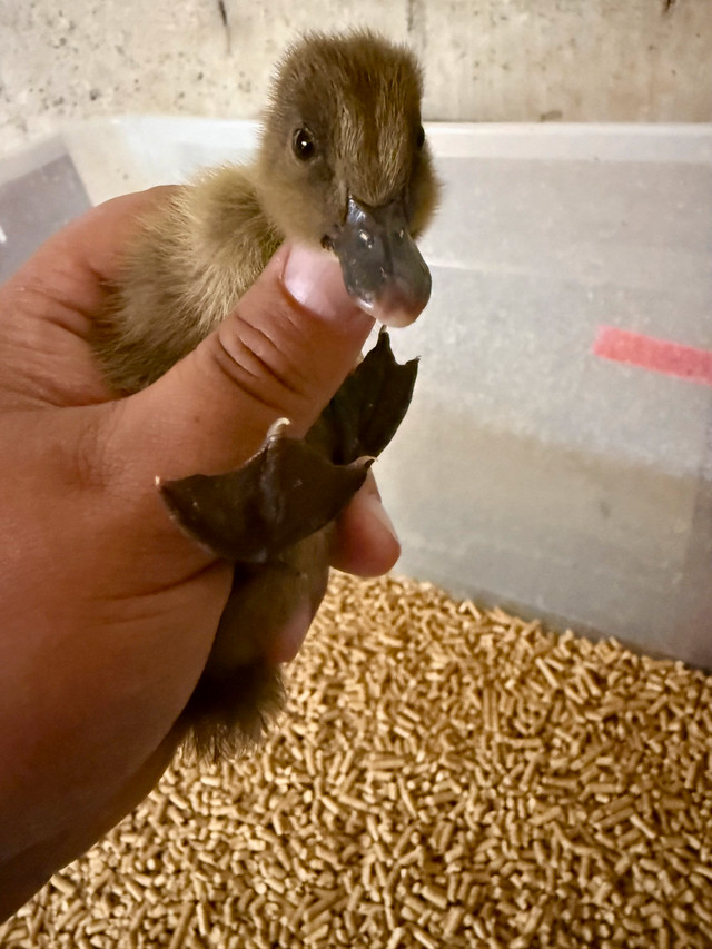 barnyard mix 2-3 day old Ducklings in Livestock in Abbotsford - Image 2