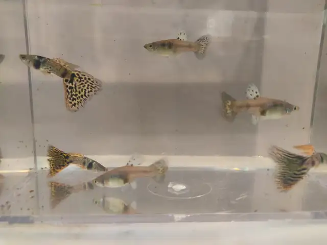 yellow tiger king cobra guppy (TEMPORARY SOLD OUT) in Fish for Rehoming in Hamilton - Image 6