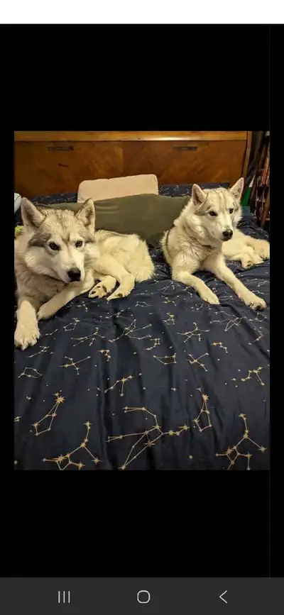2 huskies, View more