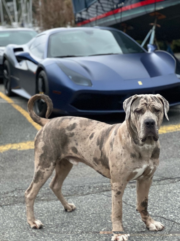 Quality Neapolitan Mastiff Molasses Bloodline, rarest colour Dogs