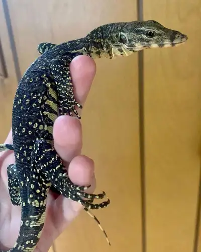 Baby Asian Water Monitors, View more