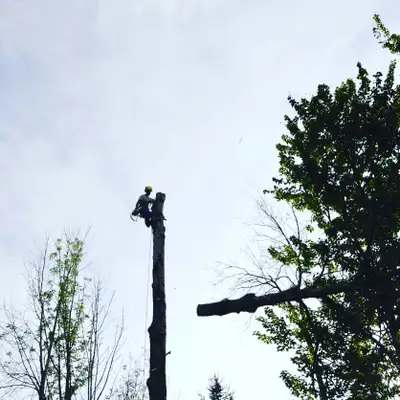 Lead Arborist / Top-Tier Tree Climber, View more