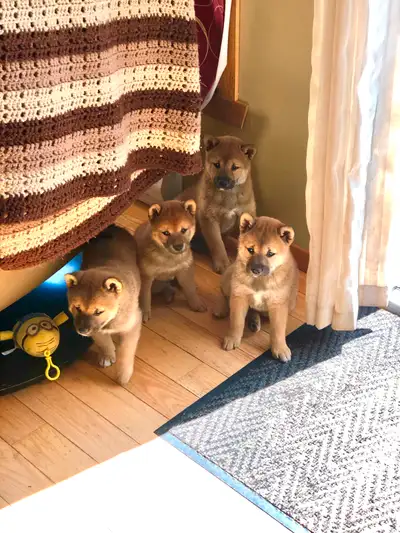 5 chiots shiba inu, View more