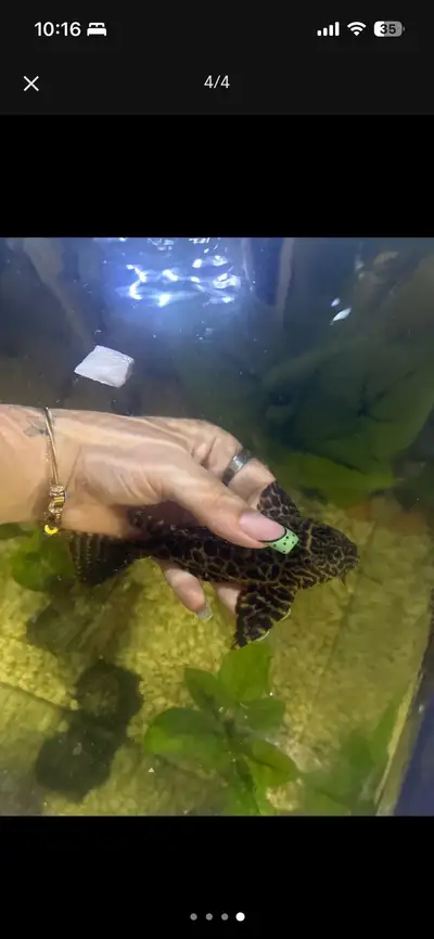 leopard sailfin pleco , View more