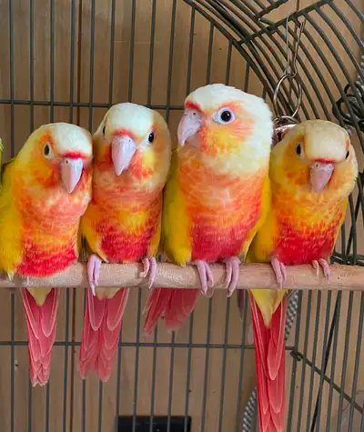 Sun Cheek conure babies - high red factor, View more