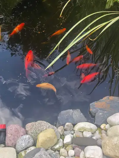 Free Gold Fish for deep pond owner. My fish have fish every year in my shallow pond. I over winter t...