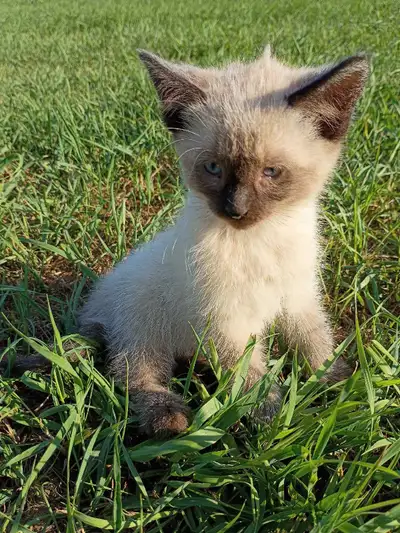 Beautiful Siamese Kitten, View more