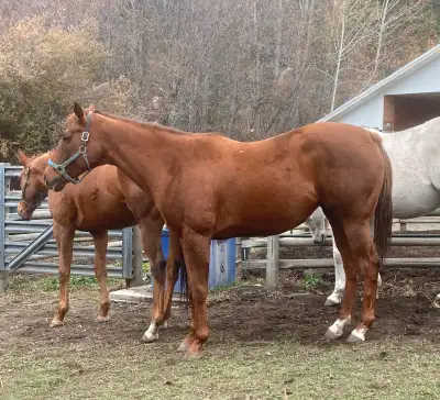 Thoroughbred mare, View more