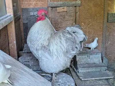 coq à donner - pas pour manger, View more