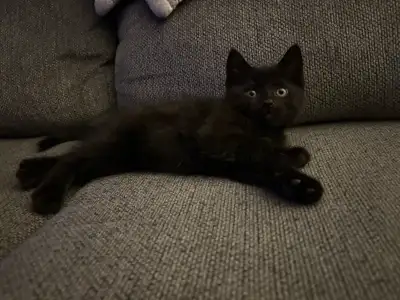 kittens for sale, View more