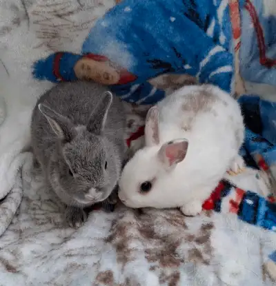beautiful netherland dwarf bunnies, 6 weeks old, View more
