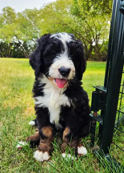 bernedoodle puppies, View more