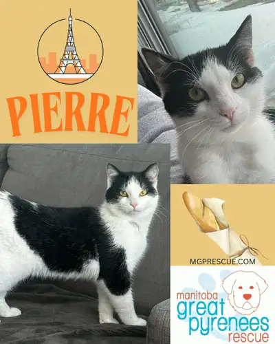 Gentle, Quiet- Pierre, View more