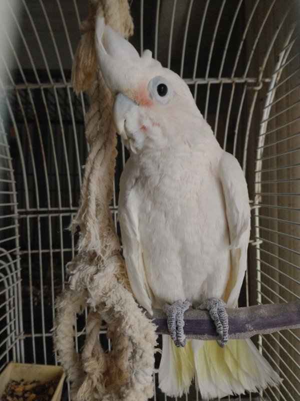 Goffin Cockatoo in Birds for Rehoming in Mississauga / Peel Region - Image 2