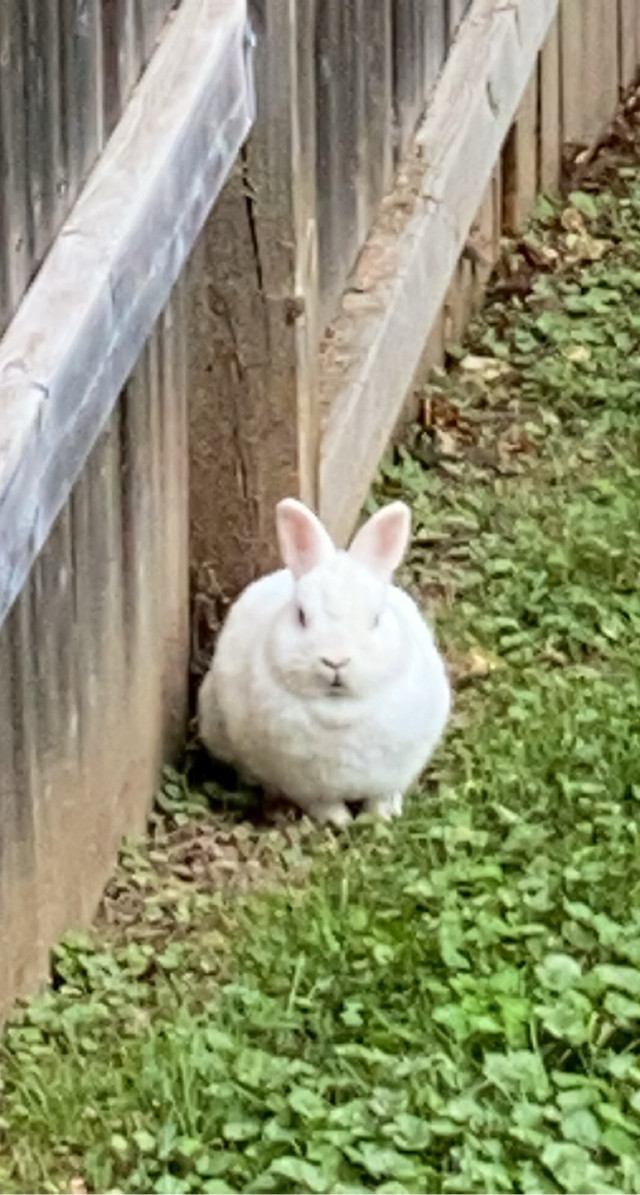 neutered Male bunny in Small Animals for Rehoming in Woodstock - Image 2