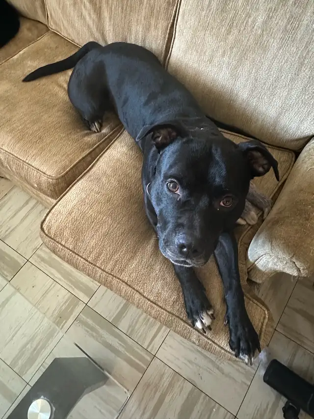 3 YEAR OLD AMERICAN BULLY FOR REHOUSING!