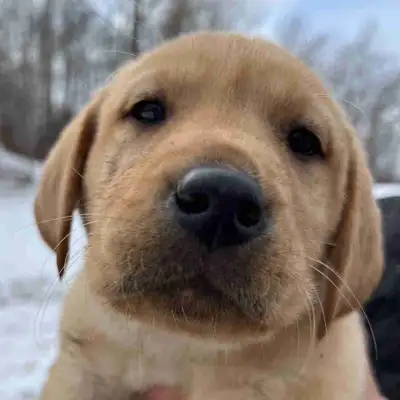 Purebred Labrador Retriever Puppies for sale, View more