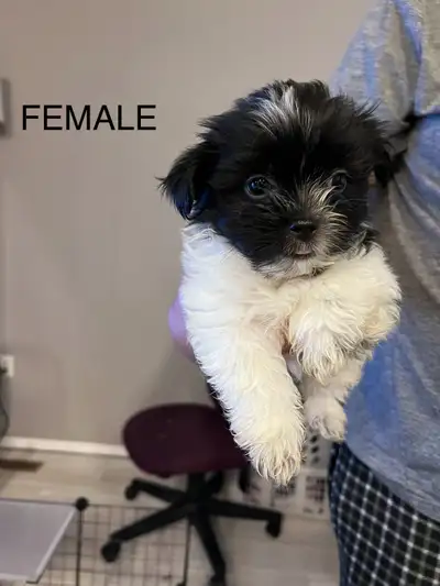 Yorkie/shitzu puppies, View more