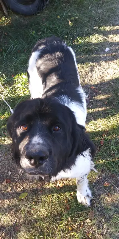 2 yr old Newfoundland (Landseer) female, View more