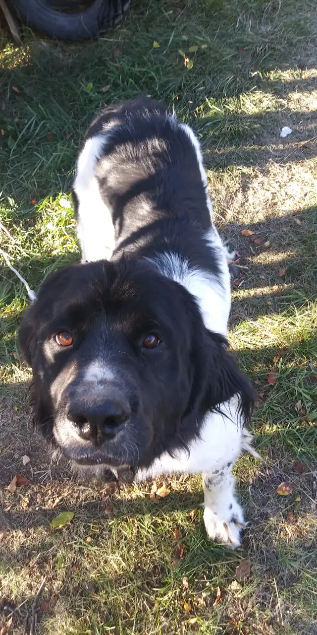 2 yr old Newfoundland (Landseer) female in Dogs & Puppies for Rehoming in Edmonton - Image 2