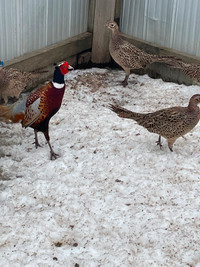 Ringneck Pheasants, Peacocks, White Crested Black Polish Bantams