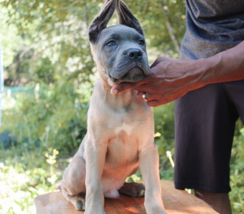 Purebred Cane Corso Dogs & Puppies for Rehoming City of Halifax