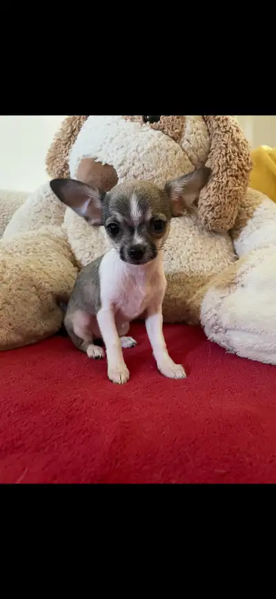 Chihuahuas, View more
