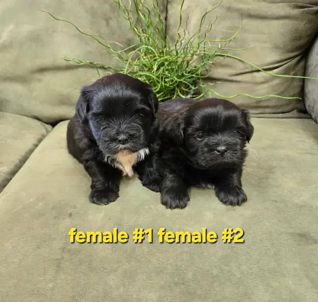 Shichon Puppies in Dogs & Puppies for Rehoming in Winnipeg - Image 3