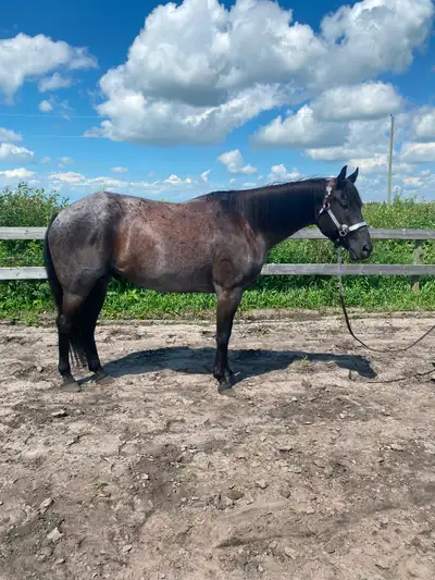 Western Pleasure 2018 AQHA Gelding, View more