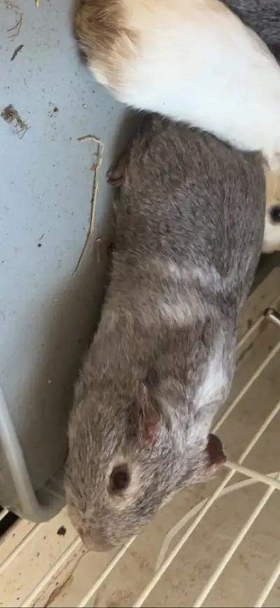 1  male  Guina pig + homemade cage, View more