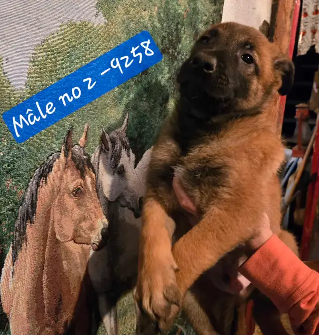 Beautiful Belgium Malinois  Dark Puppies  Magnifiques Malinois in Dogs & Puppies for Rehoming in Laval / North Shore - Image 8