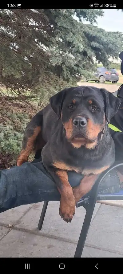 We have a 4 year Purebred Female Rottweiler that we're looking to to find a new home for. We have 3...