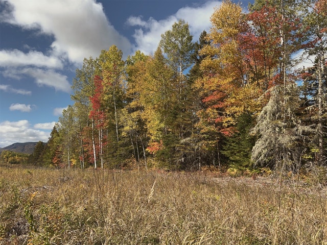 Grand terrain boisé Petit-Saguenay - 173 869 pi2 — photo 3