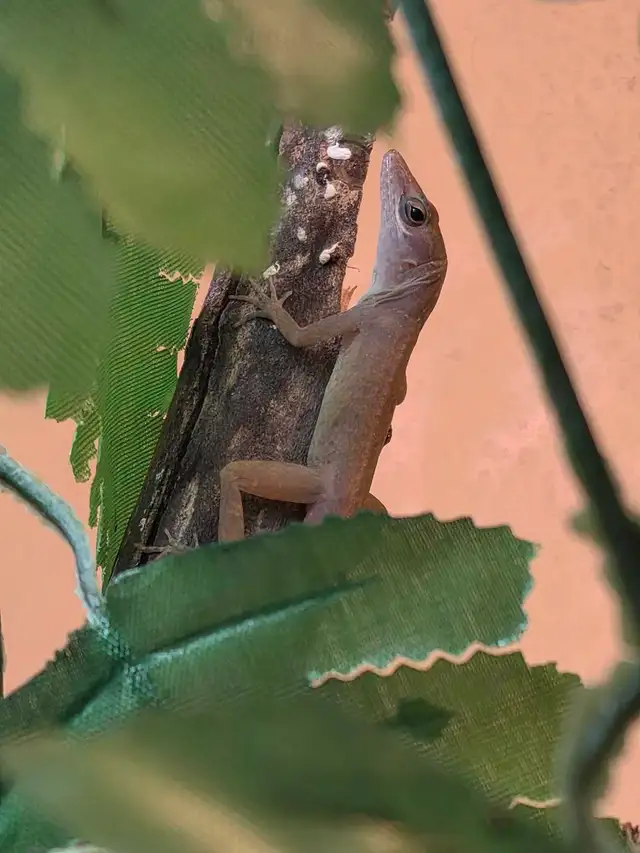 CB Dwarf Blue Eyed Anoles - juvies in Reptiles & Amphibians for Rehoming in Kawartha Lakes - Image 6