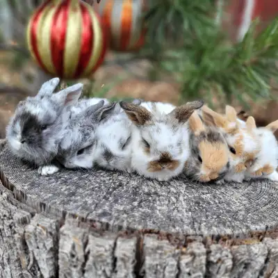 Attention: Please read the ad carefully. If the ad is up, bunnies ARE AVAILABLE. Next delivery to Ot...