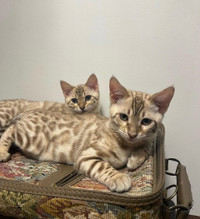 2 female Bengal kittens 