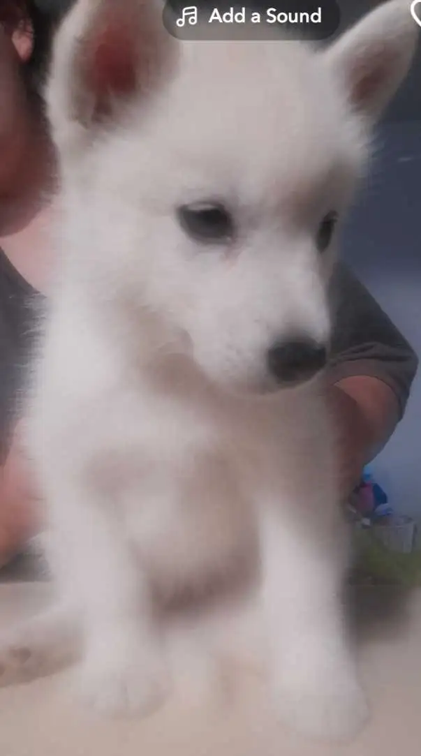 All white husky puppies in Dogs & Puppies for Rehoming in Windsor Region - Image 2