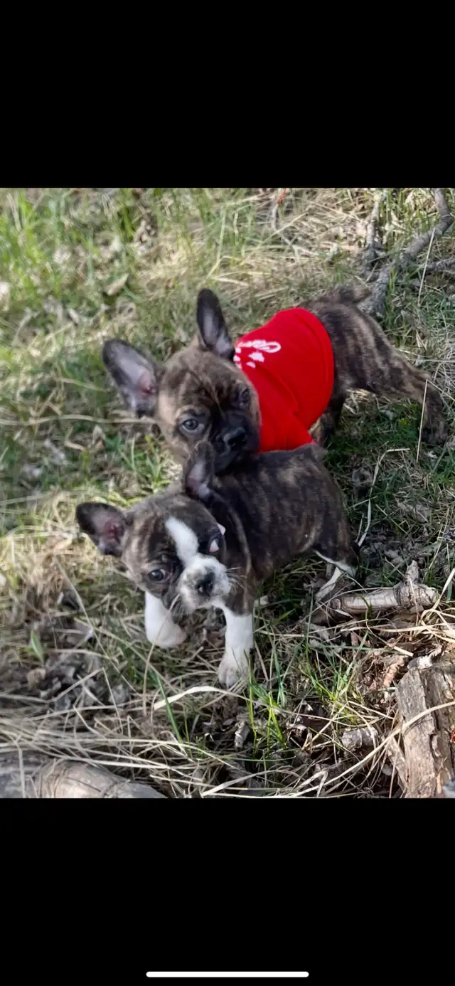 Frenchton puppies in Dogs & Puppies for Rehoming in Edmonton - Image 3