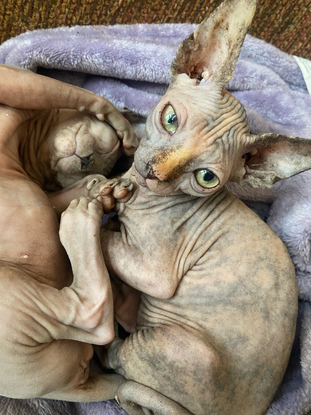 CHATONS SPHYNX À VENDRE dans Chats et chatons à adopter  à Shawinigan