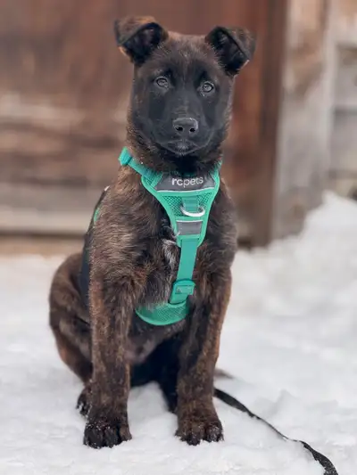 Jeune malinois mâle née en Décembre 2024. Vaccinés, vermifugé mais non stérilisé. Tempérament très c...