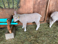 LAMBS FOR SALE