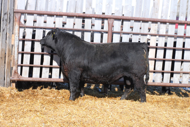Black Angus Bulls in Other in Saskatoon