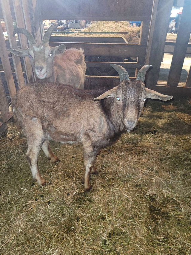 Goat buck (in Rut) in Livestock in Barrie - Image 3