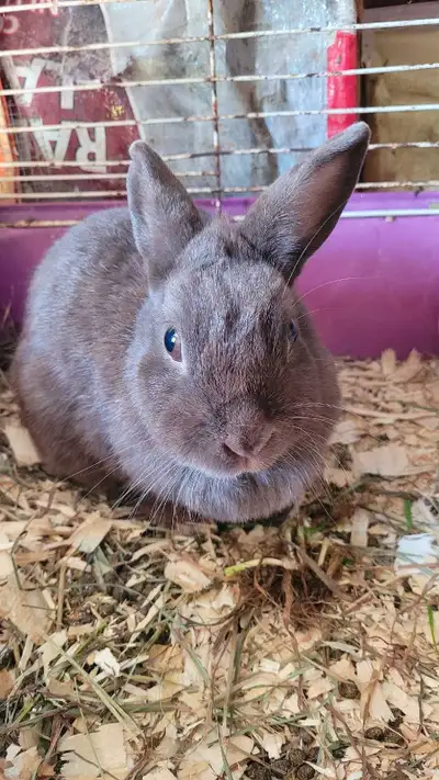 Chocolate Netherland Dwarf Born January 2021 Not spayed No cage