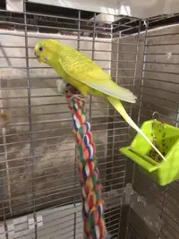 4 year old female budgie free to a good home