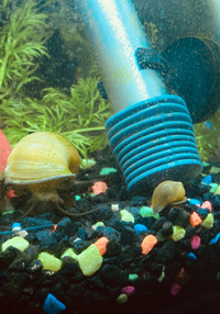 Baby mystery snails 