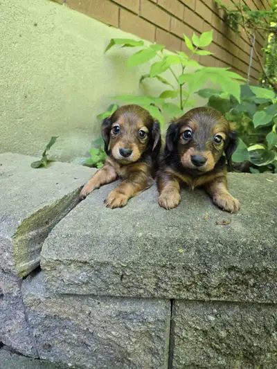 Miniature Dachshunds puppies ready for new homes on July 16, View more