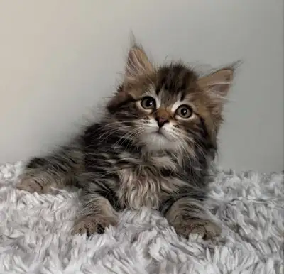 gorgeous hypoallergenique Siberian kittens, View more