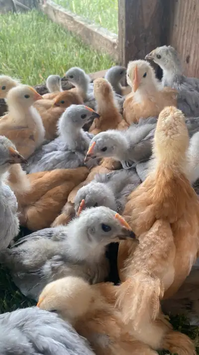 Orpington Chicks for Sale, View more